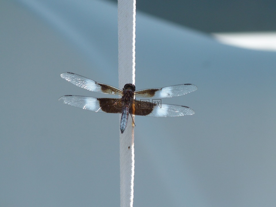 昆虫,蜻蜓,水虫