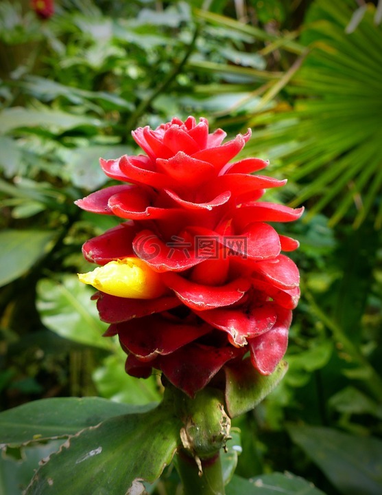 大胡子 kostwurz 之花,红色天鹅绒姜,木香 barbatus