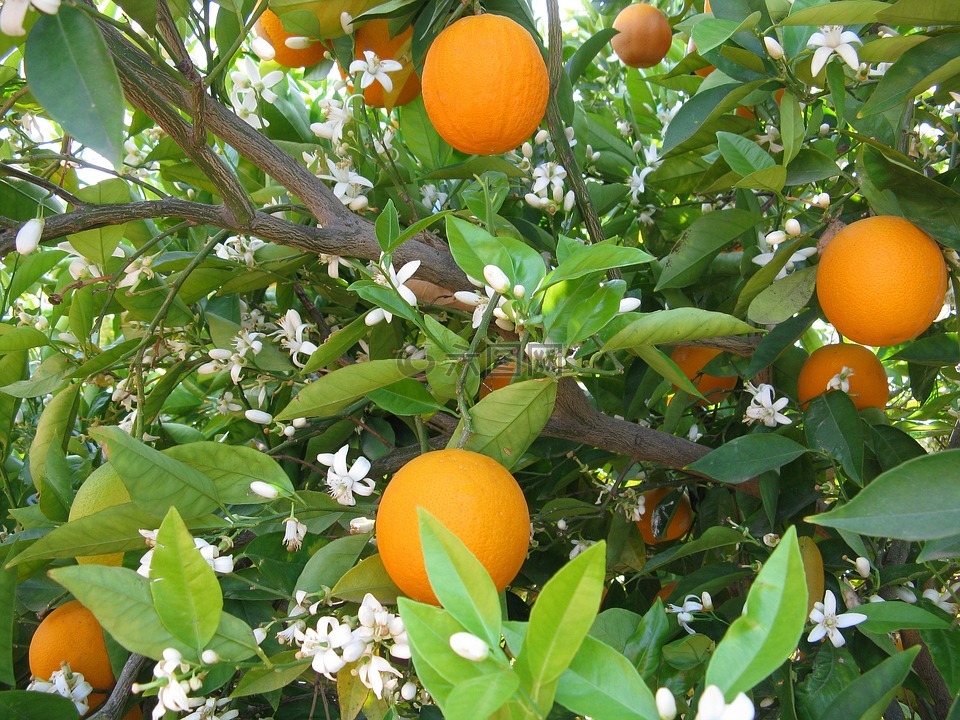 橙子,橘树,树