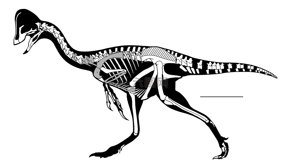 oviraptorosaurian,骨架,恐龙