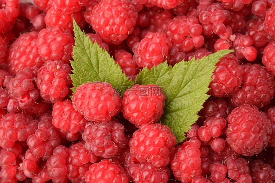 山莓 背景 红色高清图库素材免费下载 图片编号 六图网