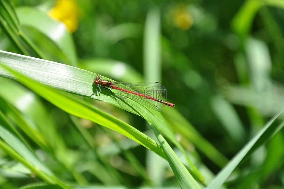 蜻蜓,在草地上