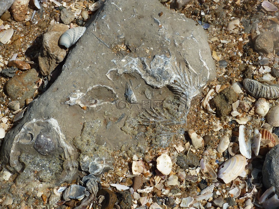 化石,海滩,地质学