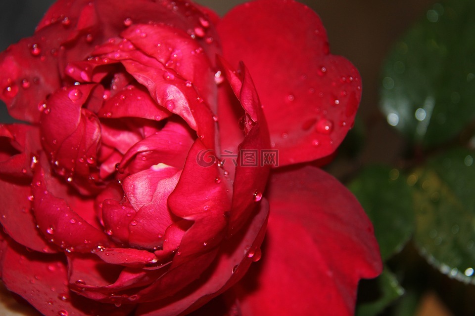 花,红玫瑰,拖放