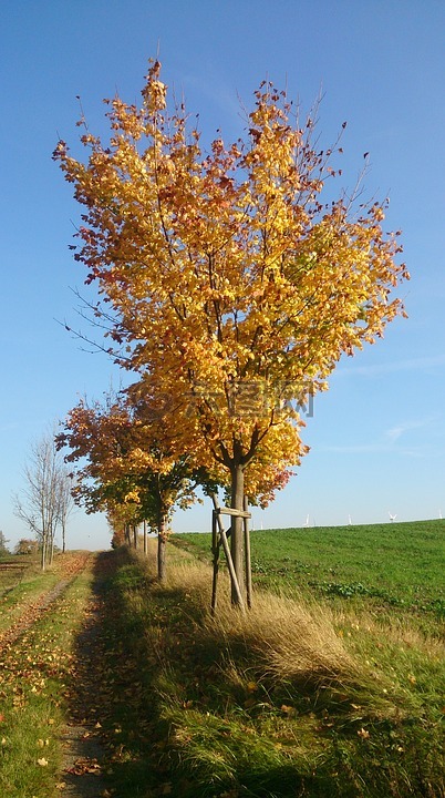 树,秋季,金色的秋天