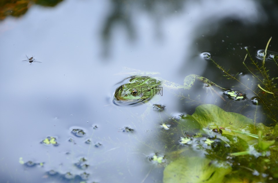 青蛙,池塘,水