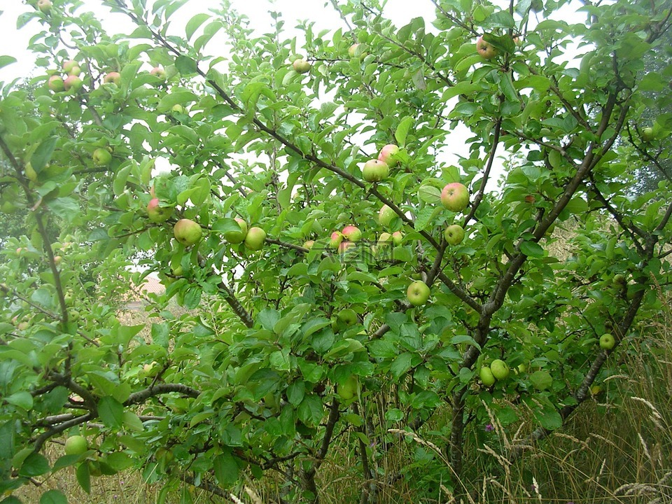 苹果公司,水果,树