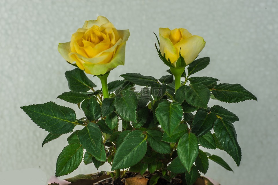 花,玫瑰,黄色