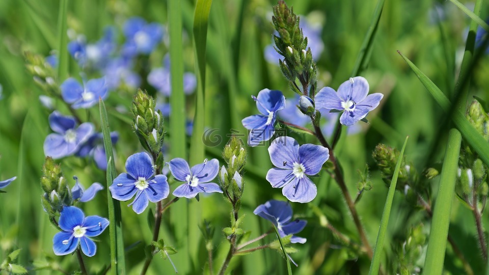 花,蓝色,草地