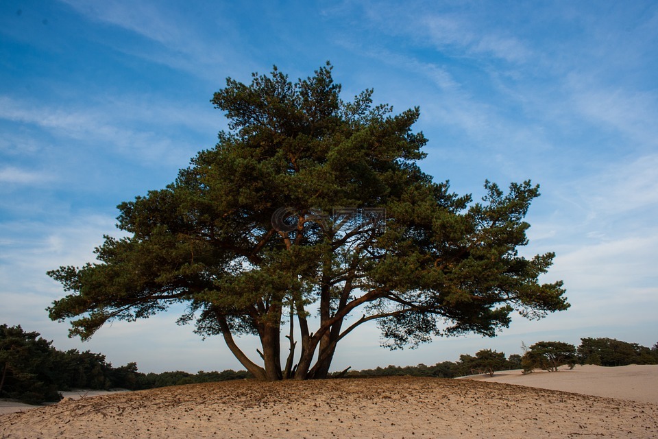 soester 沙丘,沙丘,树