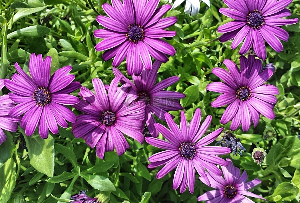 紫色,自然,花
