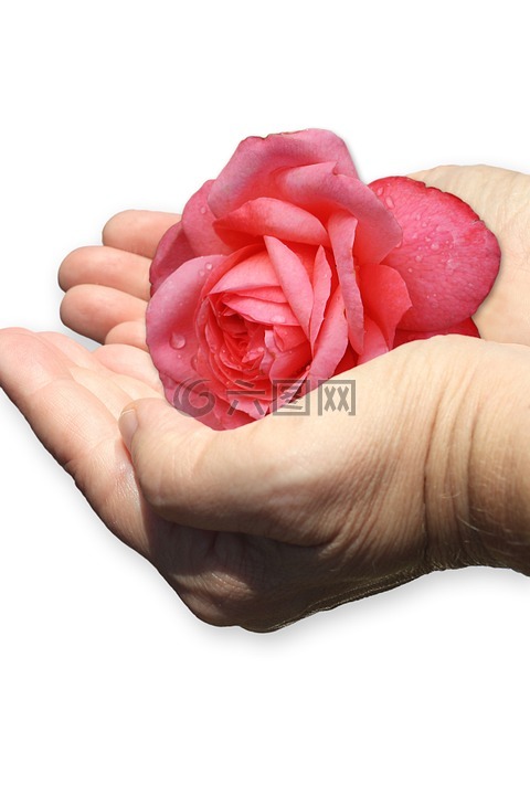 手,壳,玫瑰
