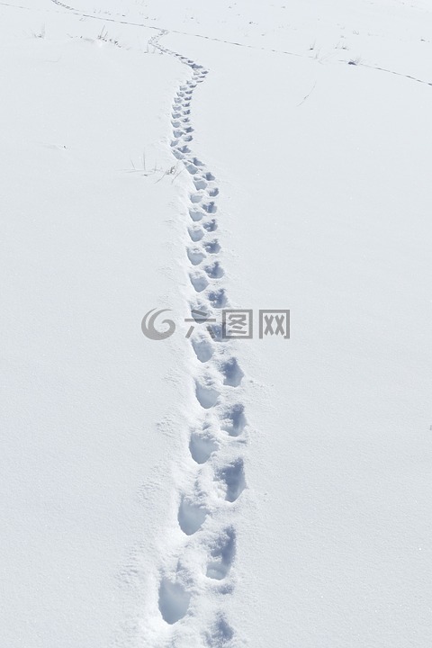 雪,獾轨道,野生动物