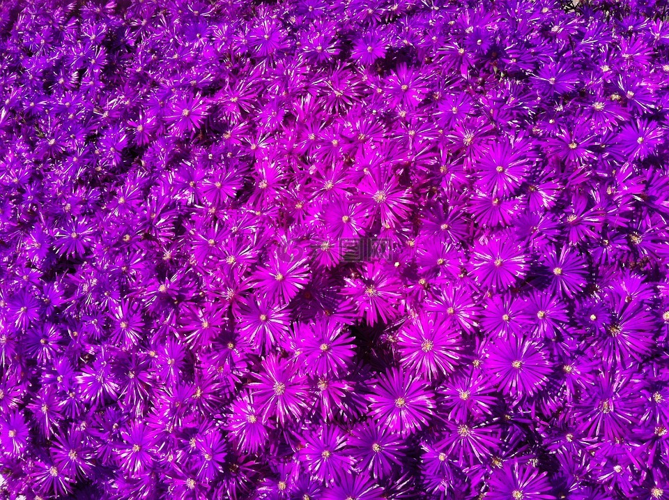 紫色,冰厂,春