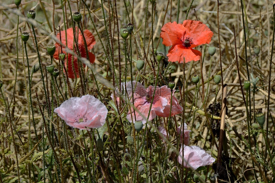 klatschmohn,罂粟花,野花