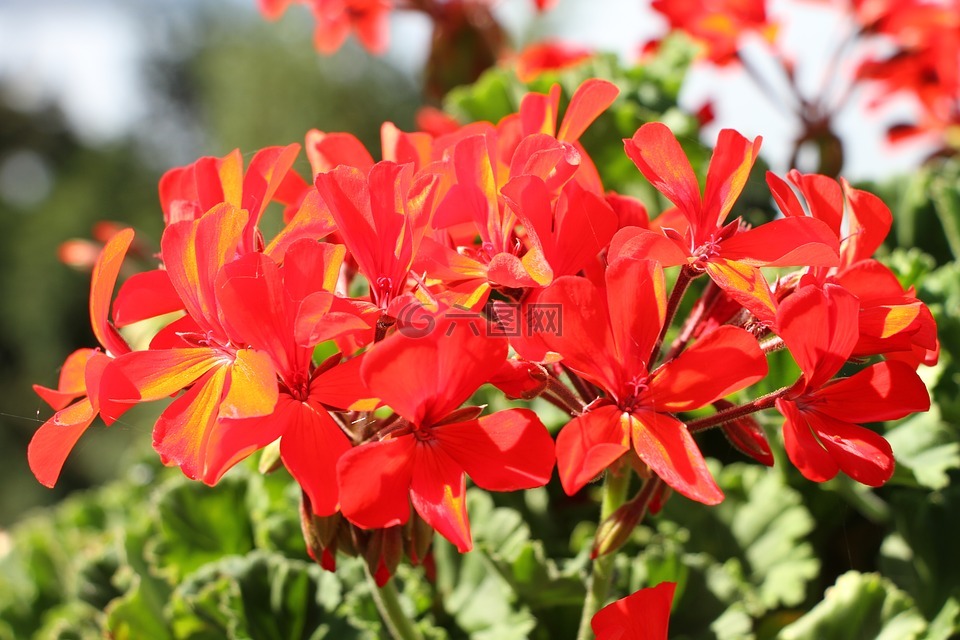 红色,花,天竺葵