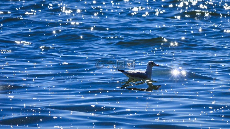 博登湖,海鸥,上水