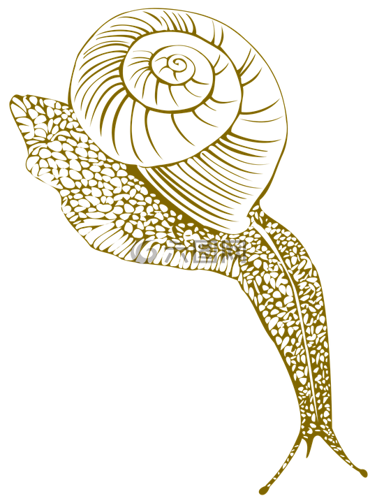 蜗牛,海螺壳,潮湿