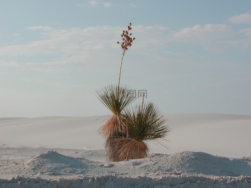 丝兰,沙漠植物,白色的沙滩