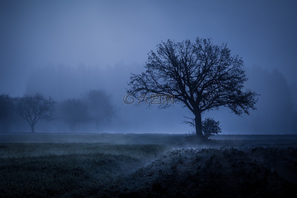 树,雾,心情