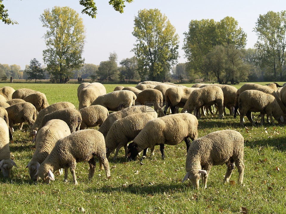 羊群的羊,自然保护区,bi eden 砂