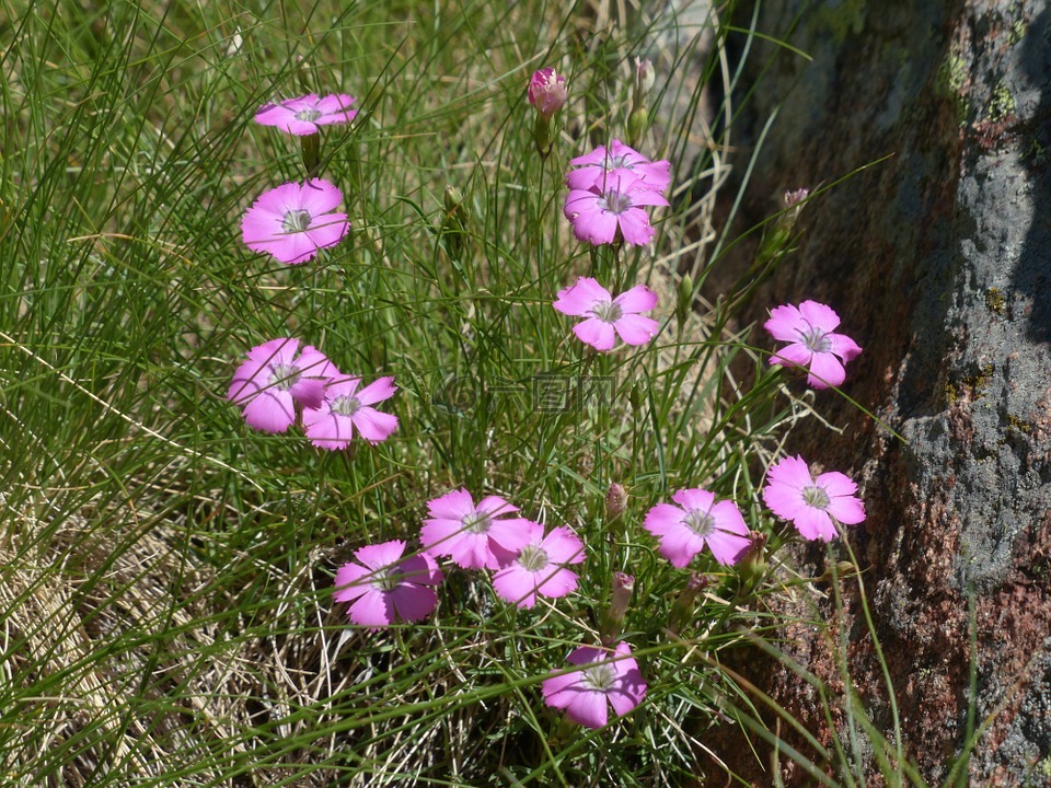 石竹 pavonius,孔雀康乃馨,粉红色