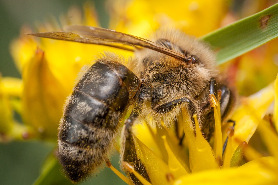 蜜蜂,亲爱的,微距摄影