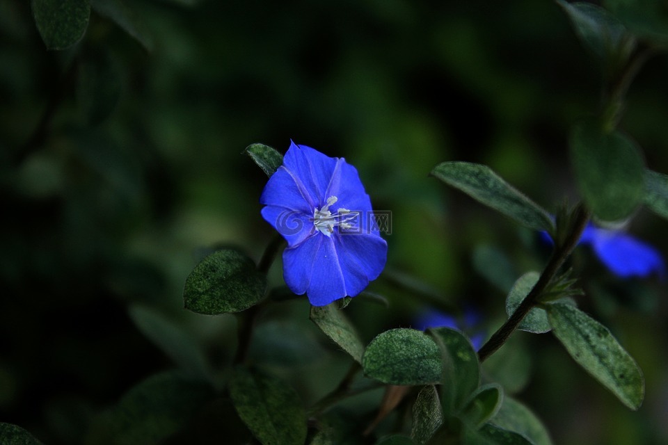 蓝花塞拉多,蓝色的花,蓝色