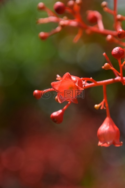 红色,火焰树的花,夏天
