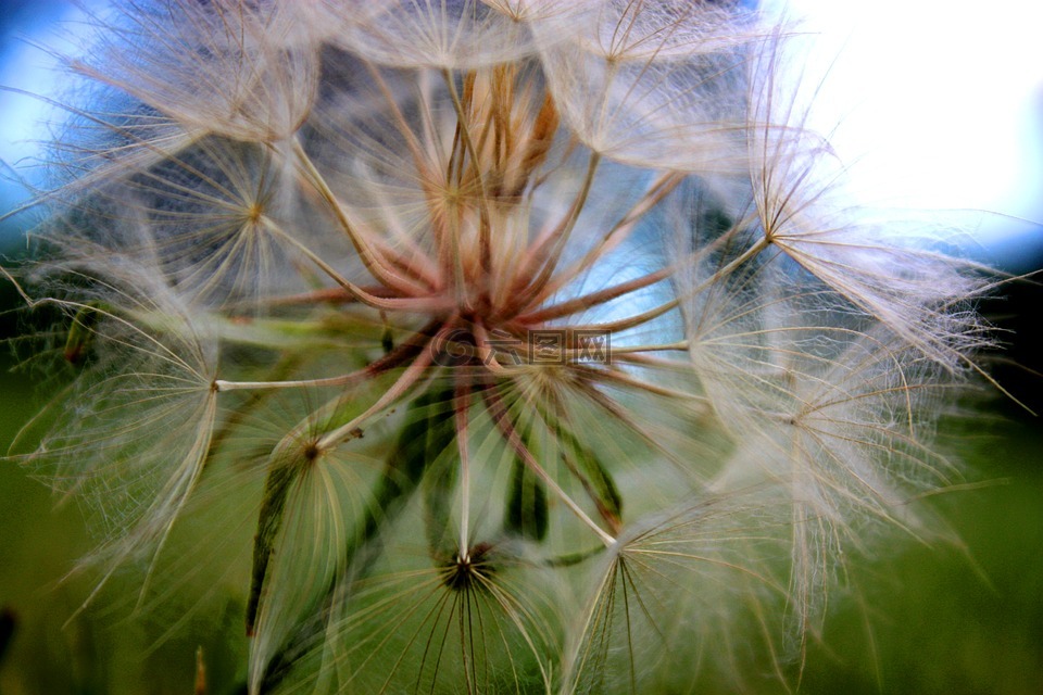 蒲公英,花,自然