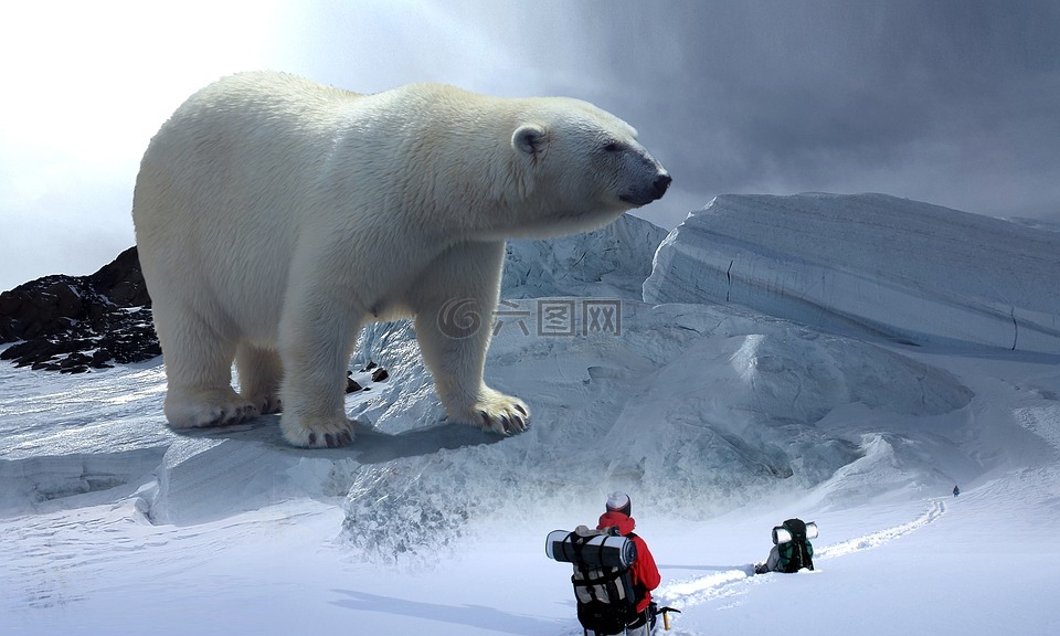 白熊,冰川,远足