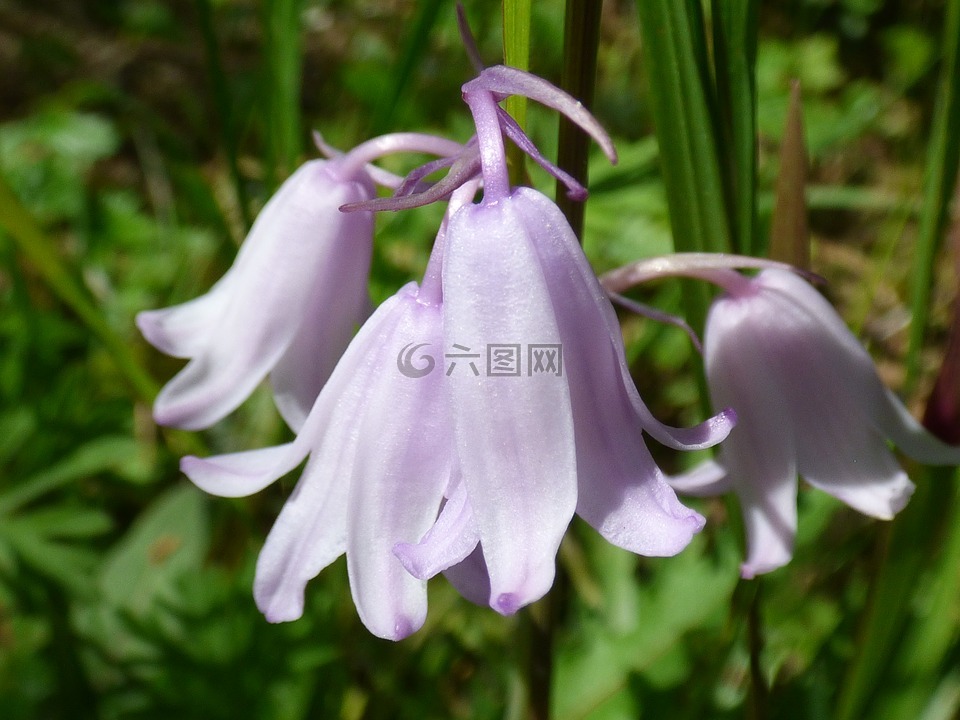 粉红色的花朵,蓝铃花,春天