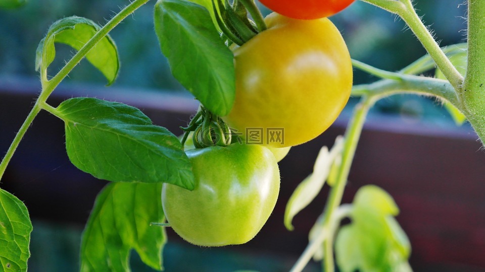 布什西红柿,蕃茄,番茄灌木