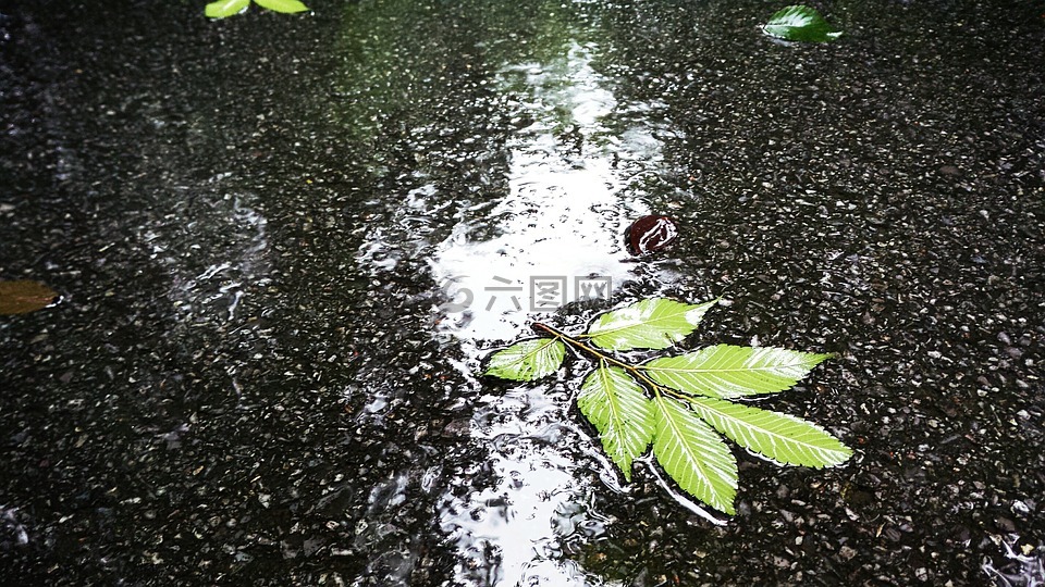 落叶,水,地面