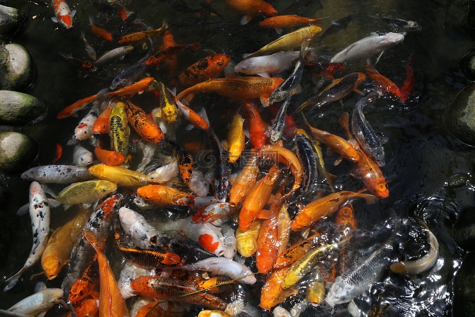 鲤鱼,普罗旺斯,坡州