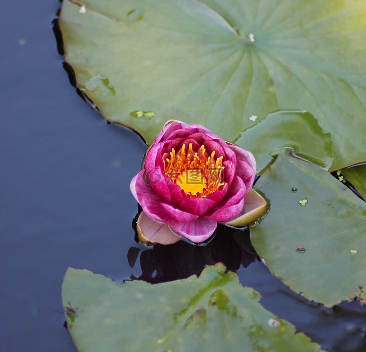 水百合,花,水