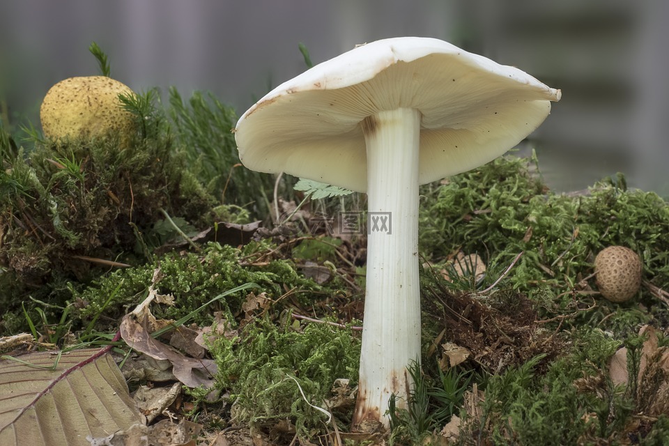 蘑菇,白,层状