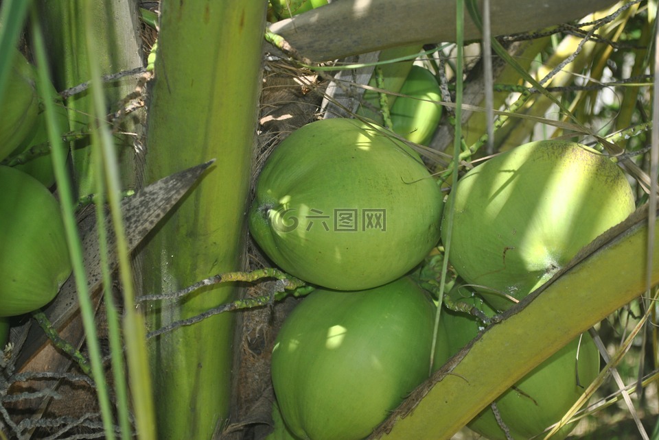 绿椰子,李玟,椰子树