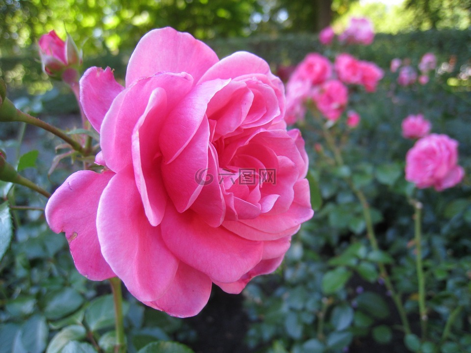 粉红色的梦,玫瑰,花卉