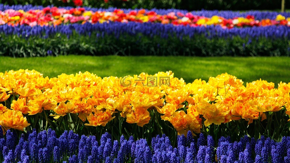 keukenhof,鲜花,花场