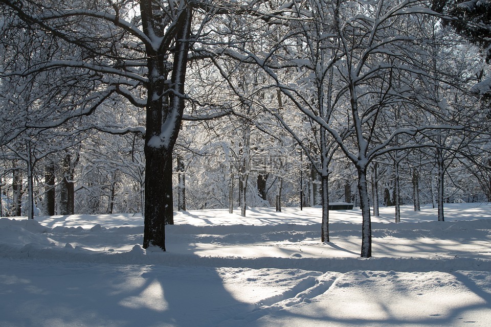 冬天,雪,樹高清圖庫素材免費下載(圖片編號:7295882)-六圖網