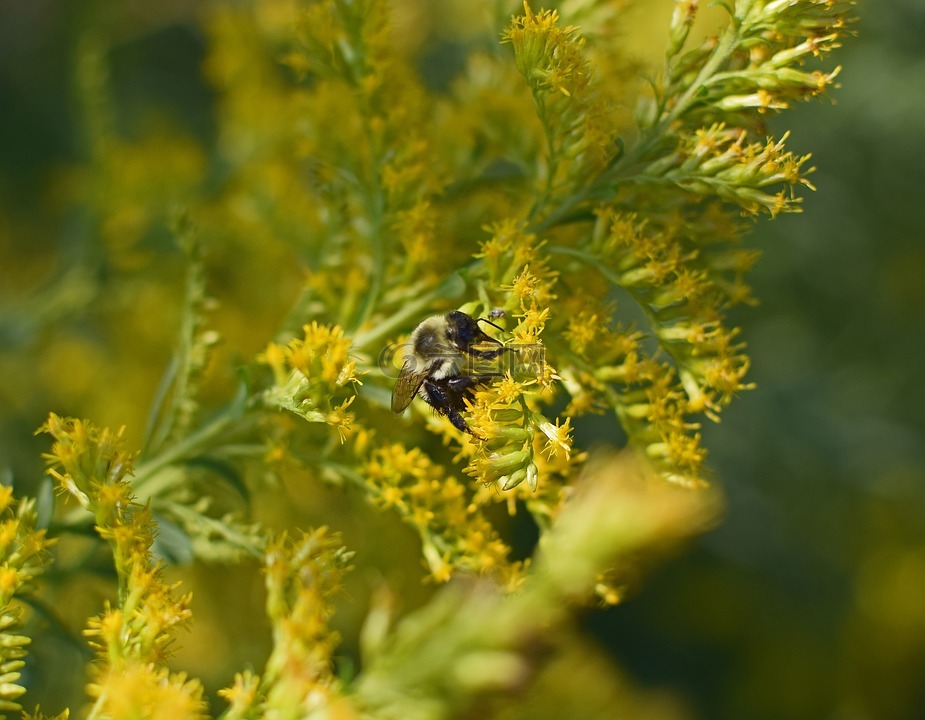 蜜蜂在一枝黄花,蜜蜂,昆虫