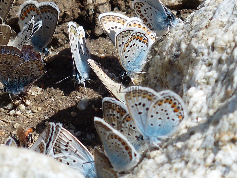 蝴蝶,restharrow的蓝,polyommatus 伊卡洛斯