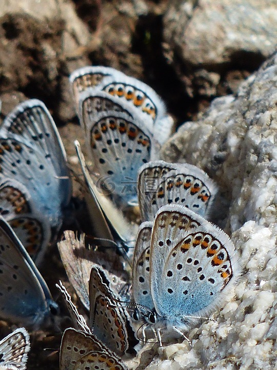 蝴蝶,restharrow的蓝,polyommatus 伊卡洛斯