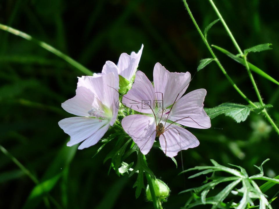 麝香锦葵,花,开花