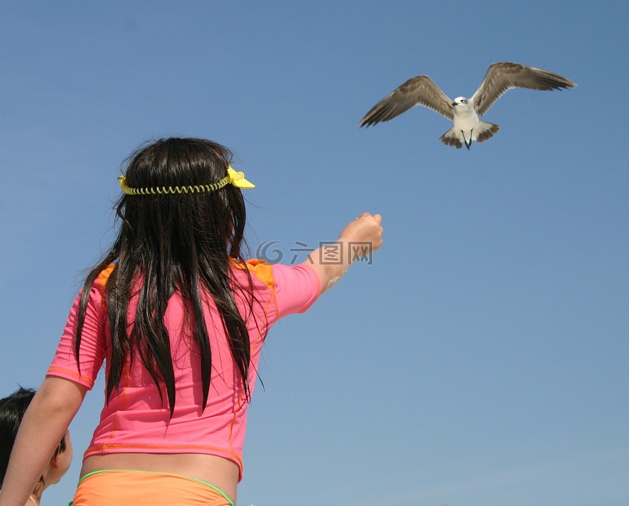 海鸥,小女孩,鸟