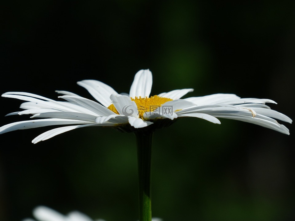 鲜花,白,草地 margerite