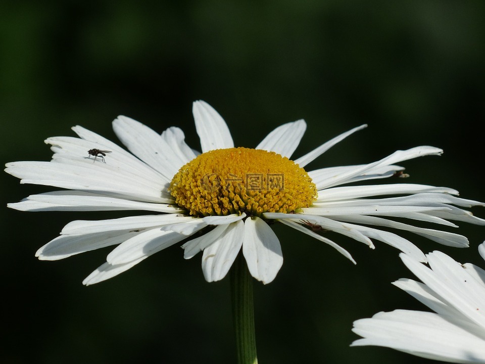 鲜花,白,草地 margerite