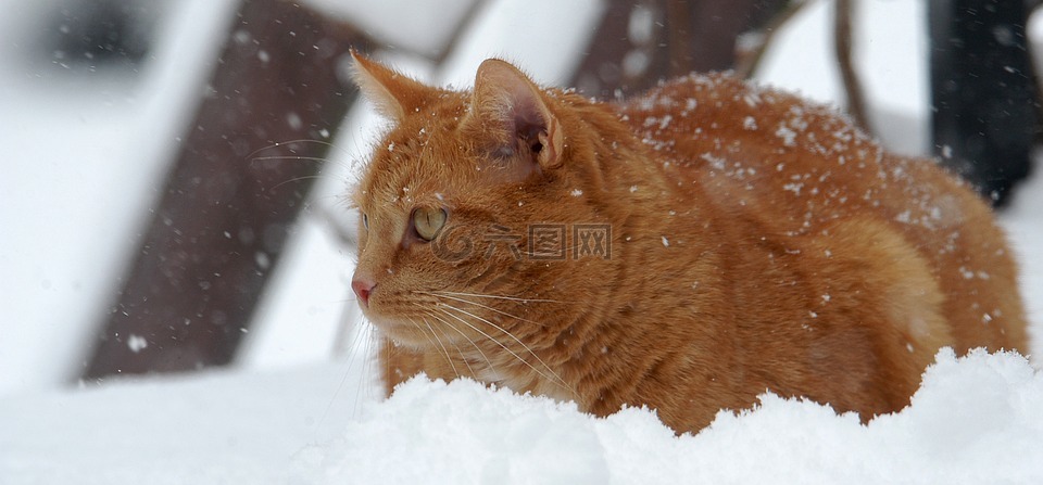 猫,红猫,雪