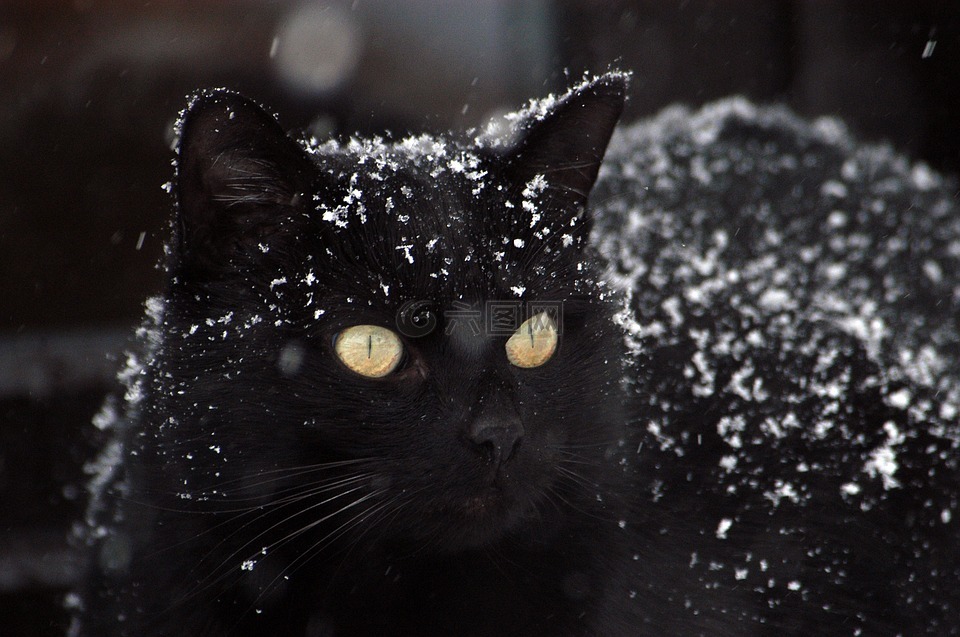 猫 黑猫 雪高清图库素材免费下载 图片编号 六图网